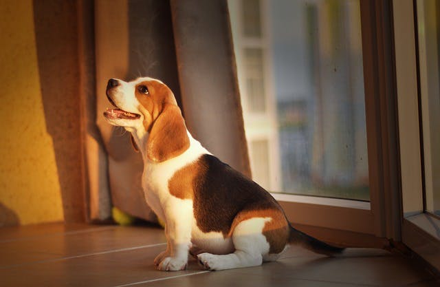 Pocket beagle by nature